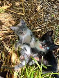 Gattini gratis cuccioli gatto a latina