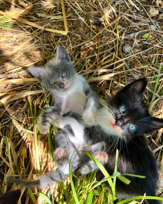 Gattini gratis cuccioli gatto a latina