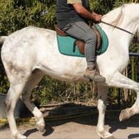 Cavallo LUSITANO