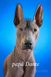 Cane Nudo Messicano