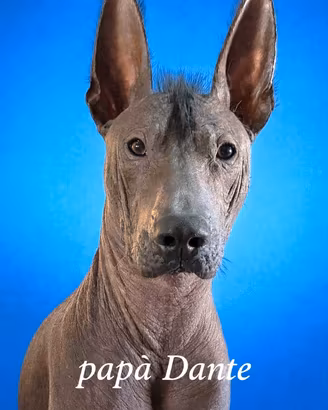 Cane Nudo Messicano