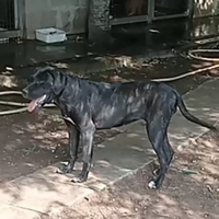 Cucciolona Femmina cane corso con pedigree