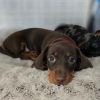 Bassotto cioccolato toy