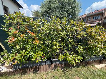 Pianta siepe photinia red robin alta 1.40