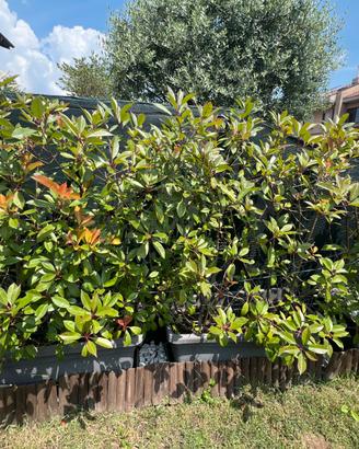 Pianta siepe photinia red robin alta 1.40