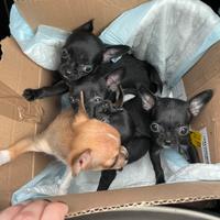 Cuccioli di chihuahua