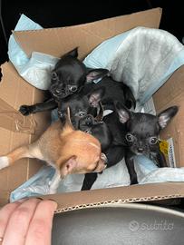 Cuccioli di chihuahua