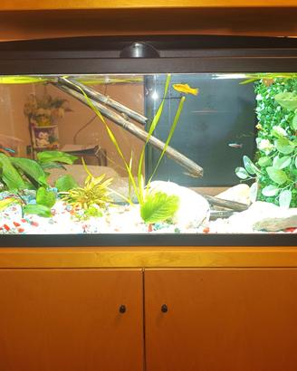Acquario completo
