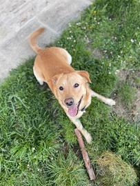 Cane labrador