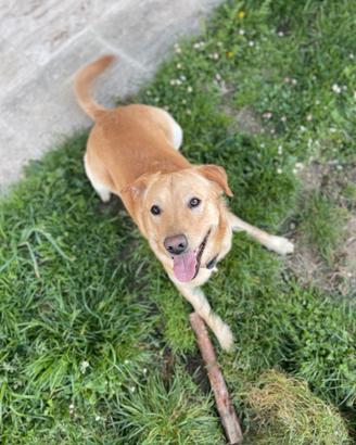 Cane labrador