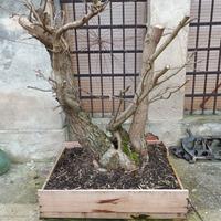 pre bonsai olmo campestre centenario grande  vas