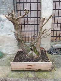 pre bonsai olmo campestre centenario grande  vas