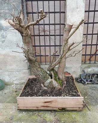 pre bonsai olmo campestre centenario grande  vas