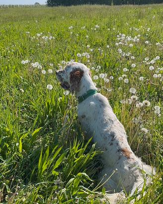 Setter Inglese - Della Vecchia Irlanda
