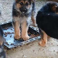 Cuccioli Pastore Tedesco