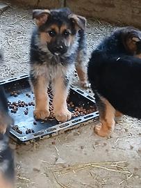 Cuccioli Pastore Tedesco