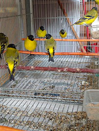 Lucherini Testa Nera Novello 2025