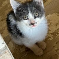 Gattina di 3 mesi in ADOZIONE