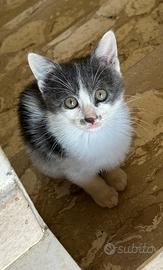 Gattina di 3 mesi in ADOZIONE