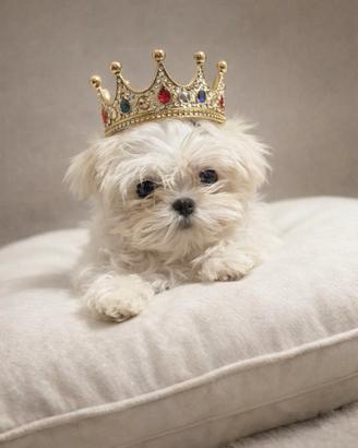 Maltesi linea coreana