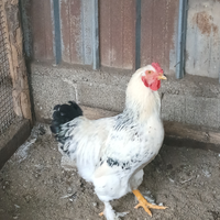 Pollo brhama