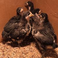 Disponibili pulcini di australorp
