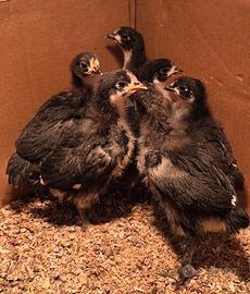 Disponibili pulcini di australorp