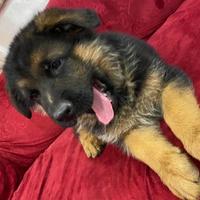 Cucciolata di pastore tedesco con i pedigree