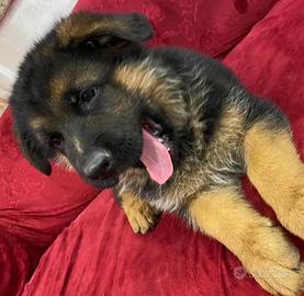 Cucciolata di pastore tedesco con i pedigree