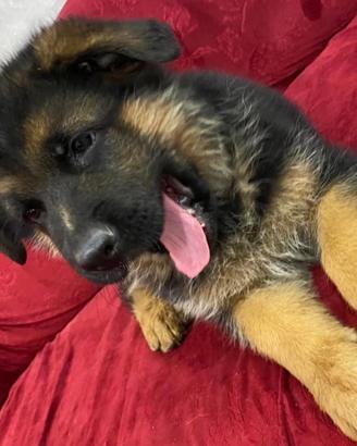 Cucciolata di pastore tedesco con i pedigree