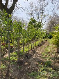 alberi di pioppo