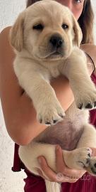 Cuccioli di labrador retriever