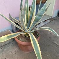 Agave variegata