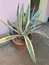 Agave variegata
