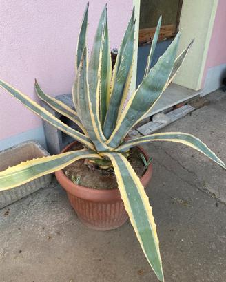 Agave variegata