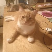 Gatto siberiano disponibile per monte