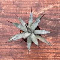 Agave macroacantha - grasse cactus giardino 