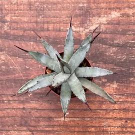 Agave macroacantha - grasse cactus giardino 