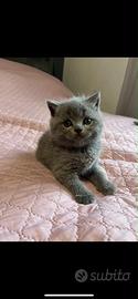 Gattini british shorthair - Animali In vendita a Bologna