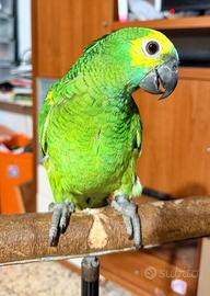 Amazzone fronte blu pappagallo