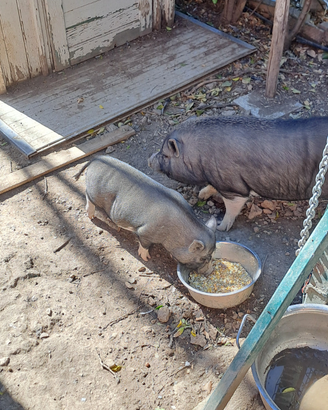 Maiali vietnamiti da compagnia