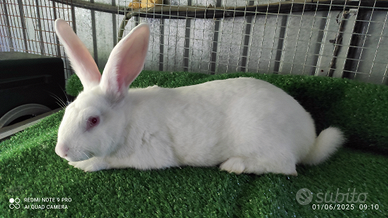 Conigli bianca di nuova zelanda