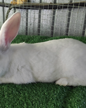 Conigli bianca di nuova zelanda