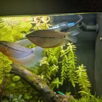 Trichopodus leerii - Gourami perla