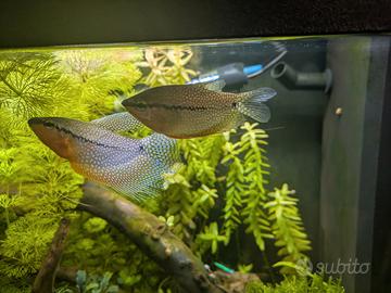 Trichopodus leerii - Gourami perla