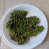 salvinia cucullata pianta acquatica galleggiante