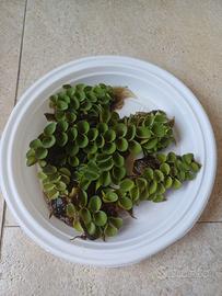 salvinia cucullata pianta acquatica galleggiante