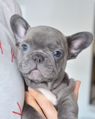 BULLDOG FRANCESE CUCCIOLI BLU - FRENCH bouledogue