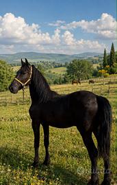 Frisone 17 mesi