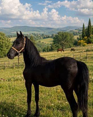 Frisone 17 mesi